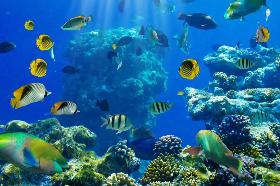 Unknown: Poissons tropicaux sur un récif corallien