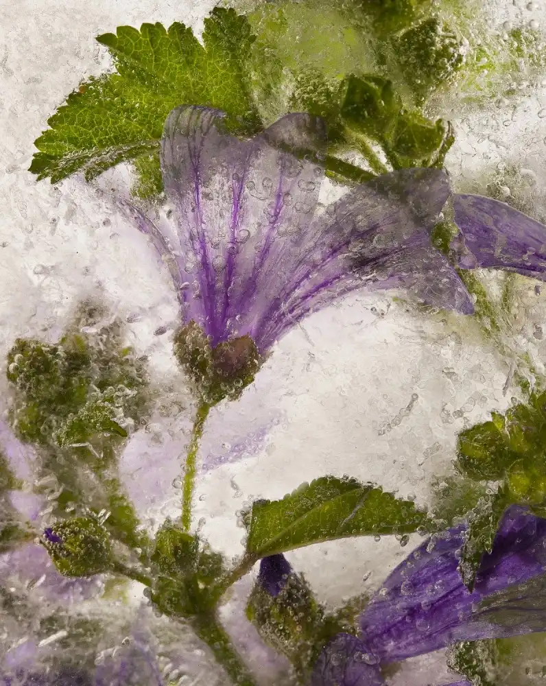Losada, Secundino: Fiore di malva congelato