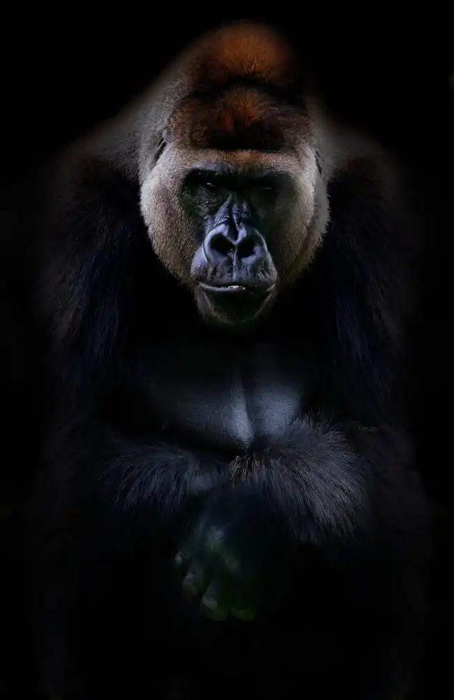 Neznámý: Portrét gorily