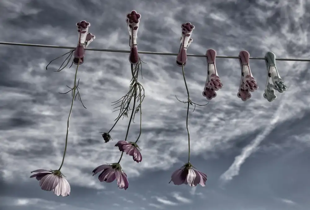 Yvette,,,, Depaepe,,,,: I fiori non si stancano mai di un cielo azzurro