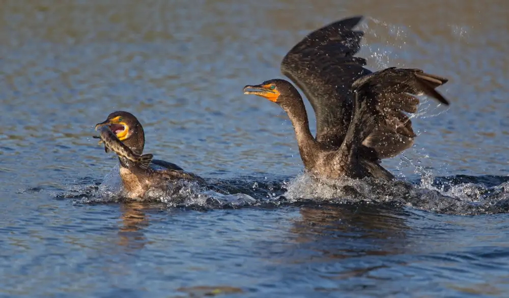 Forns, Alfred: ¡¡¡Pelea de pájaros !!!