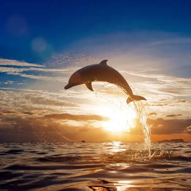 Neznámý: Delfín
