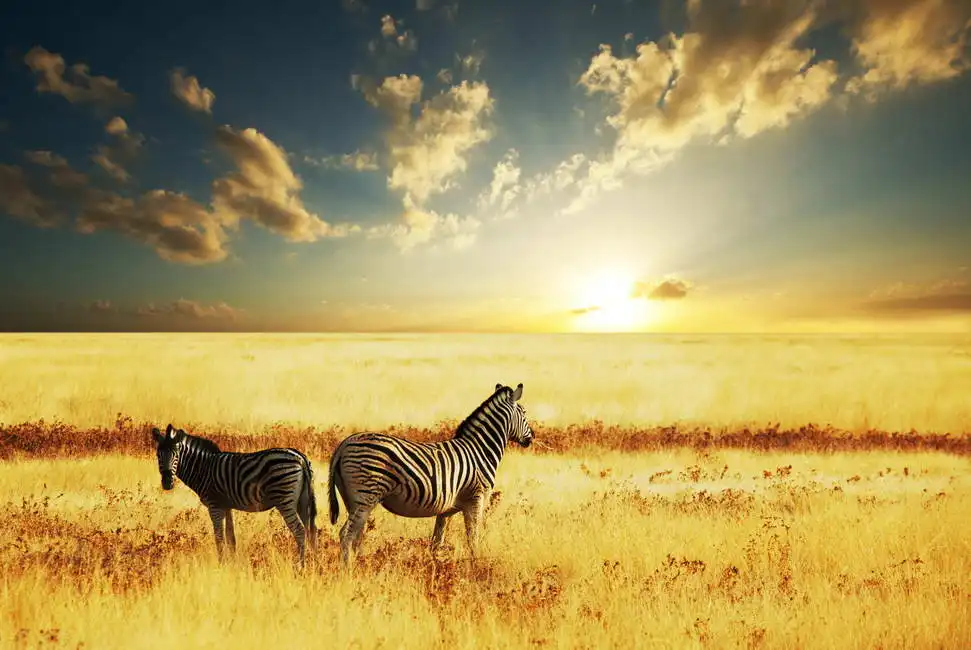 Neznámý: Zebry při západu slunce