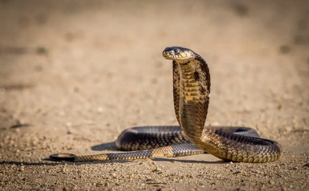 Sink, C. Jeffrey: Cobra sputatore in posa di attacco.