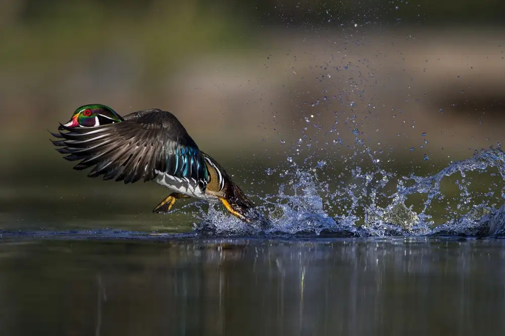 Verdon: Woodie l'anatra