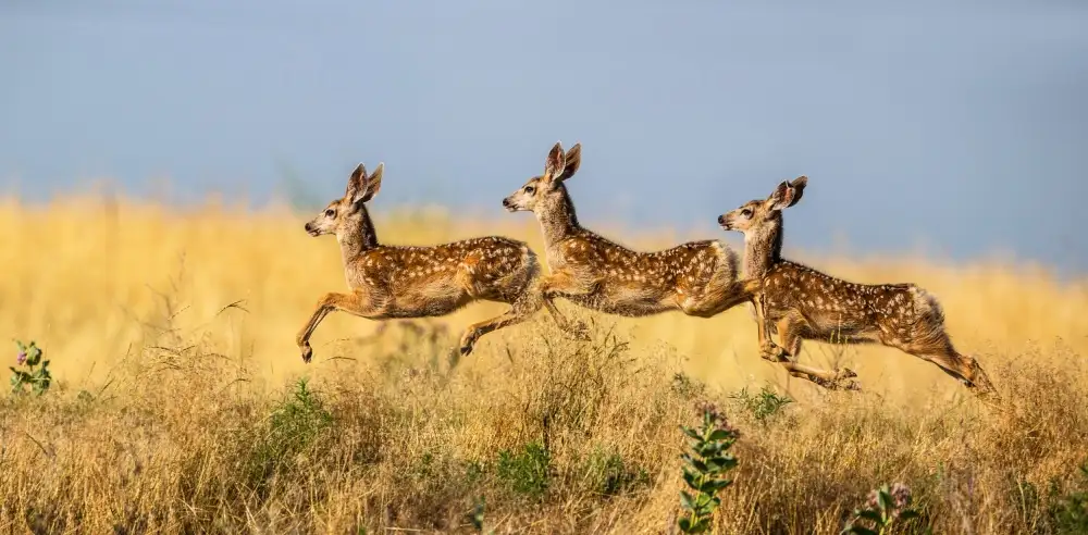 Verdon: Tripple Jump