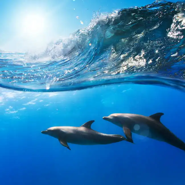 Neznámý: Dva delfíni