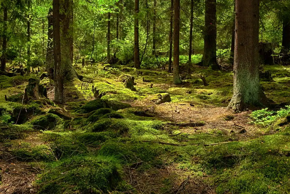 Unknown: Urwald
