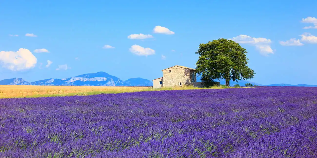Unknown: Lavender flowers, plateau de Valensole, Provence