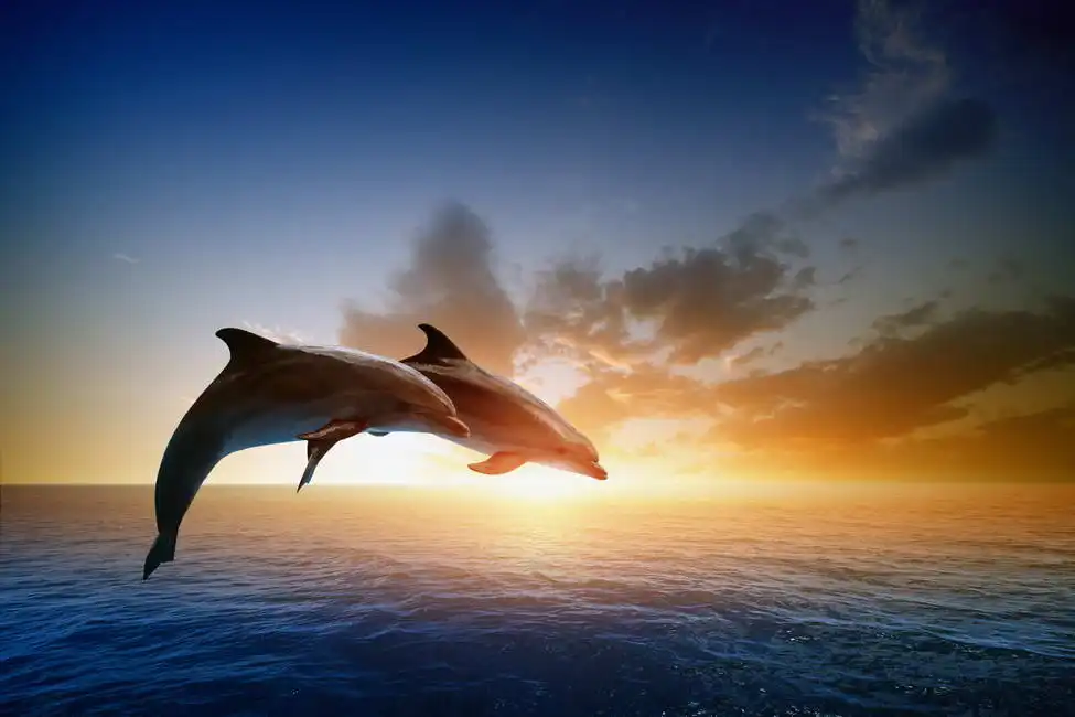 Unknown: Paire de dauphins