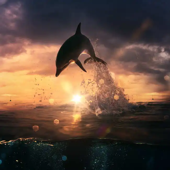 Neznámý: Delfíní skok
