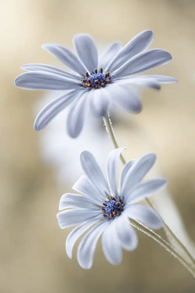 Disher, Mandy: Marguerites du Cap