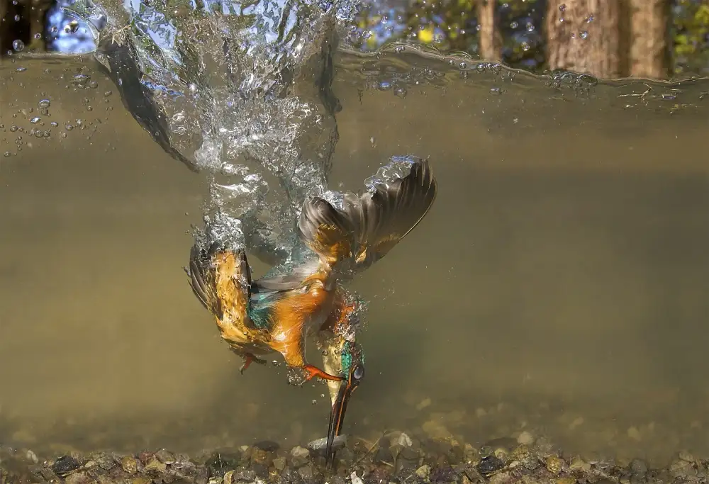 Redaelli, Marco: Volando bajo el agua