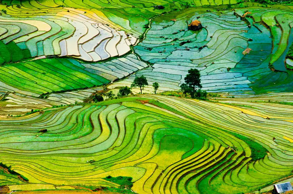Neznámý: Rýžové pole v provincii Laocai, Vietnam