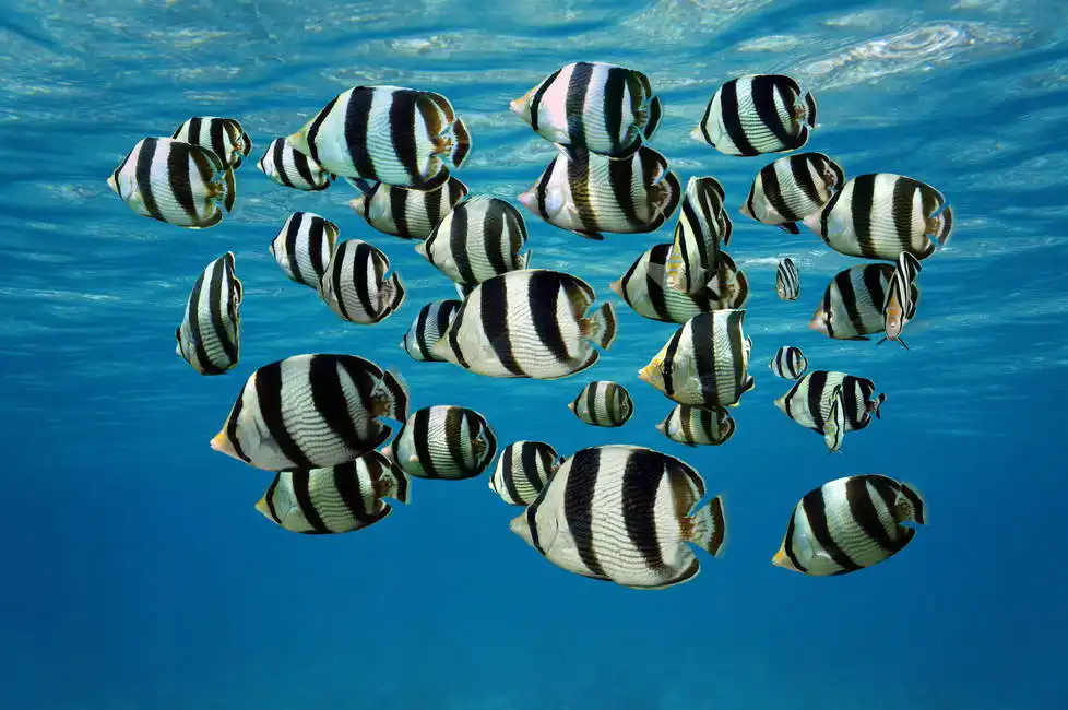 Neznámý: Hejno tropických ryb