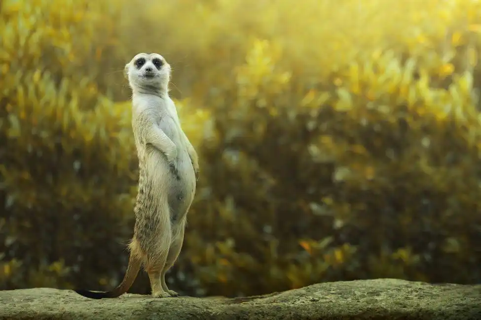 Unknown: Erdmännchen auf einem Felsen stehend