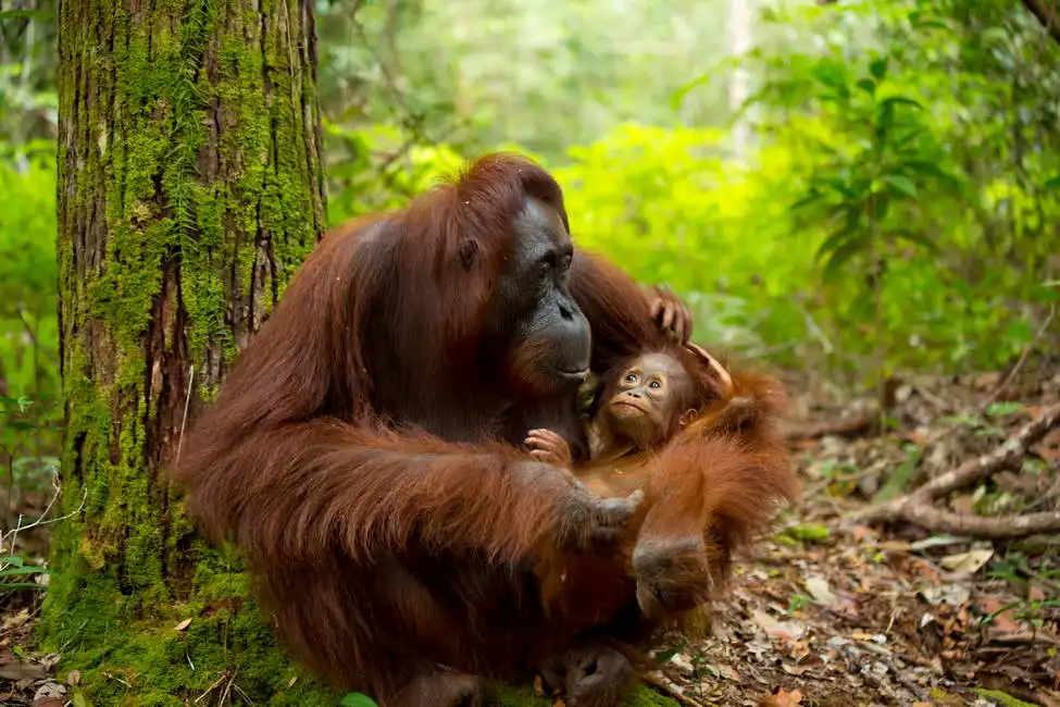 Unknown: Orang-Utan im Dschungel von Borneo, Indonesien