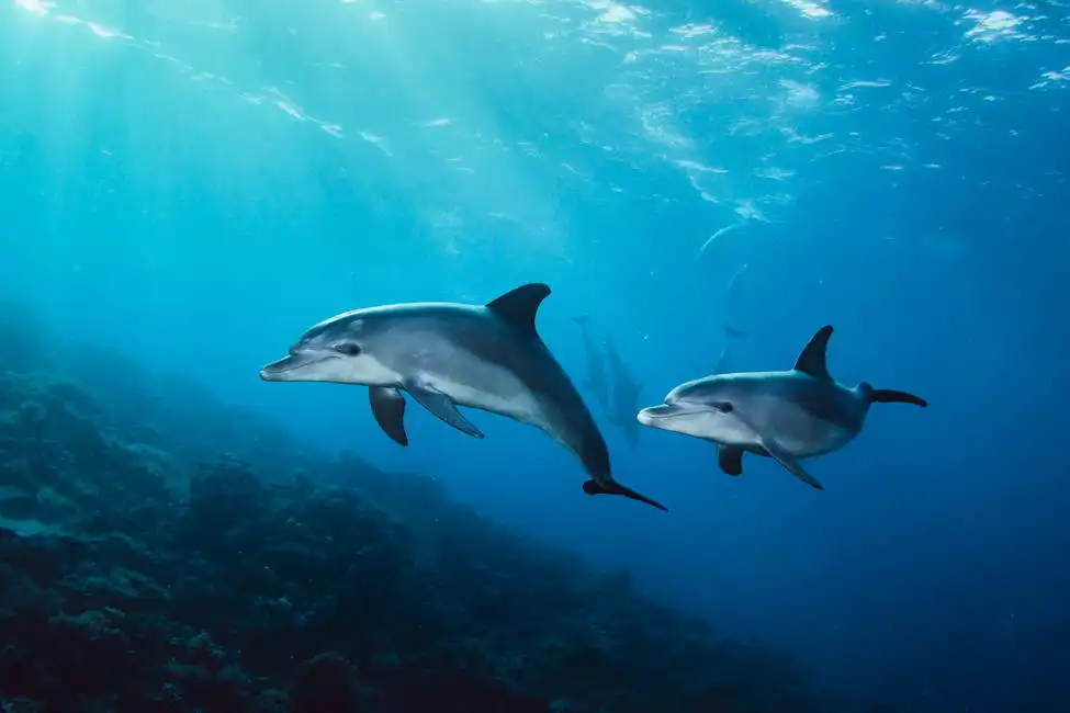 Neznámý: Delfíni v moři