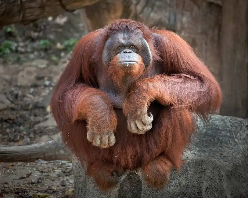 Neznámý: Orangutan