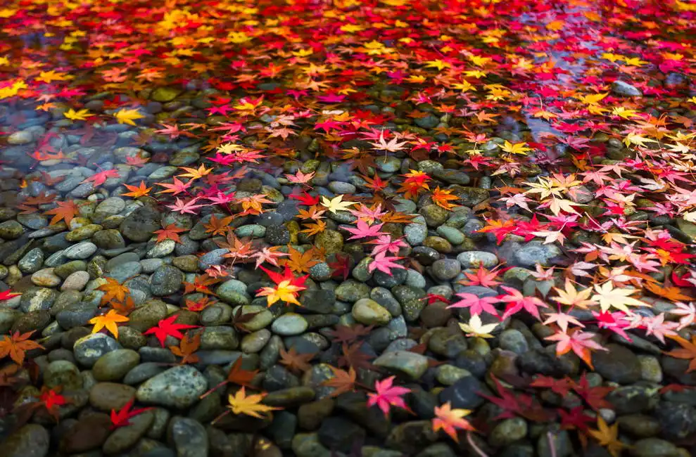 Neznámý: Podzimní listí v Japonsku