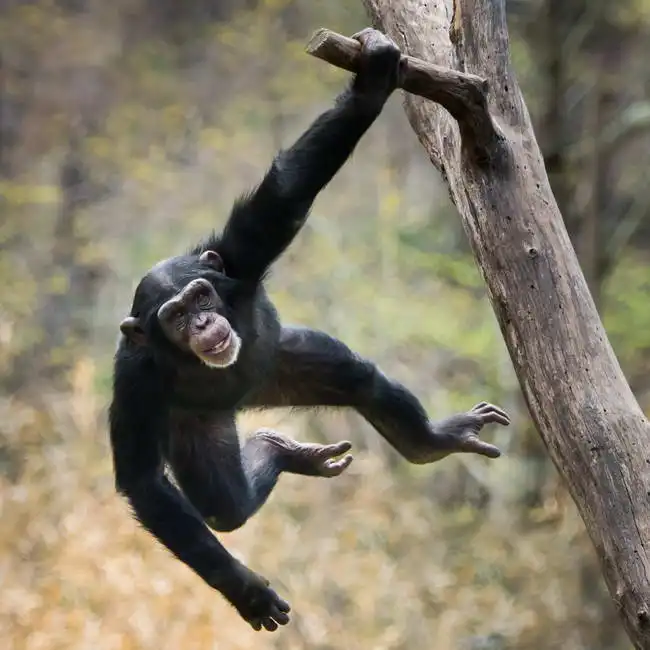 Neznámý: Mladý šimpanz