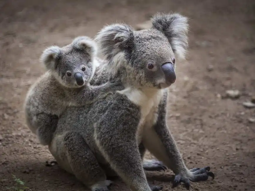 Neznámý: Medvídkové koala