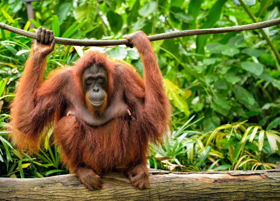 Unknown: Orang-Utans