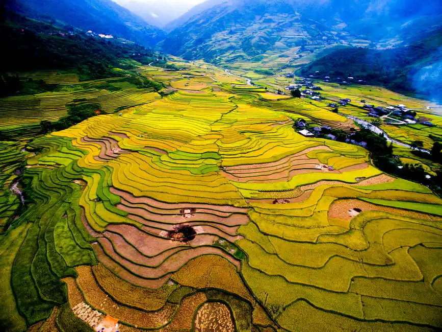 Neznámý: Pole rýže v období sklizně v Mu Cang Chai, Vietnamu