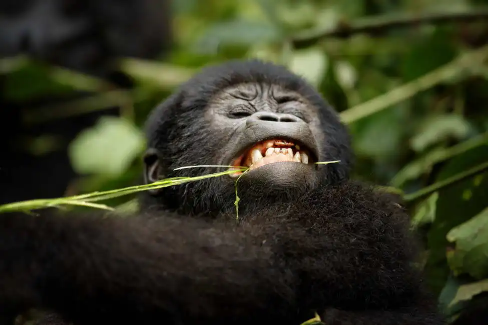 Neznámý: Horská gorila, Uganda