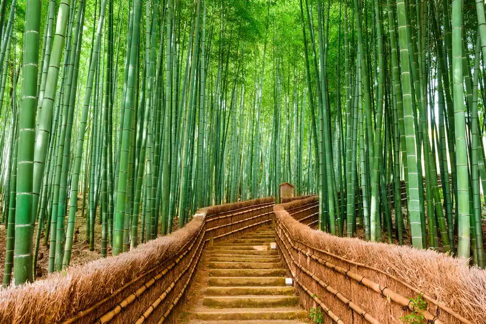 Neznámý: Bambusový les, Kyoto, Japonsko