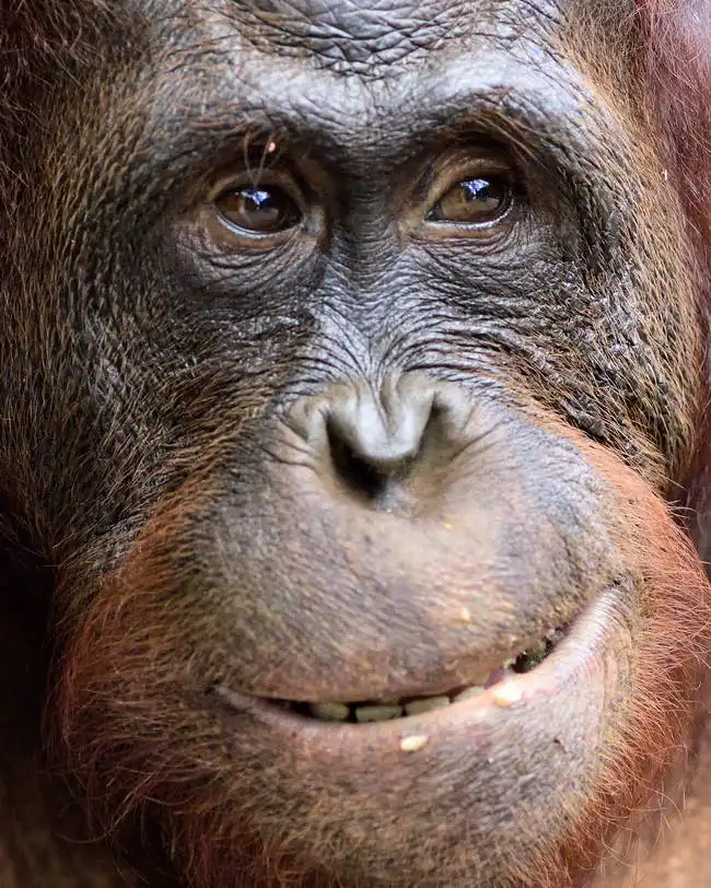 Neznámý: Orangutan, Indonésie