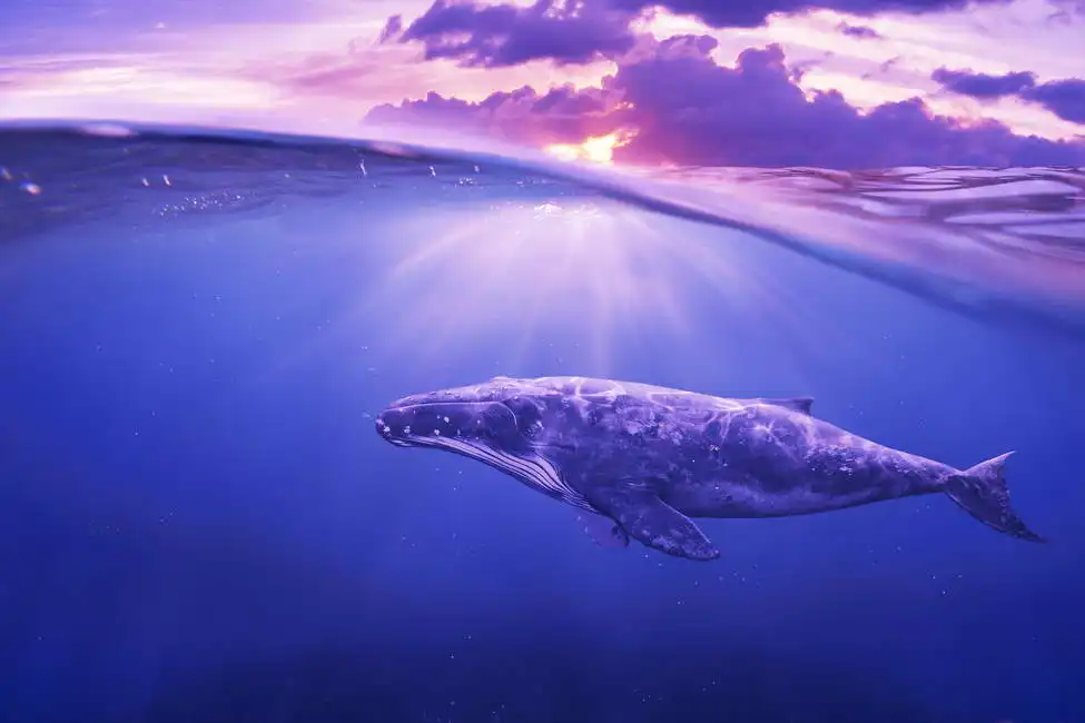 Unknown: Balena
