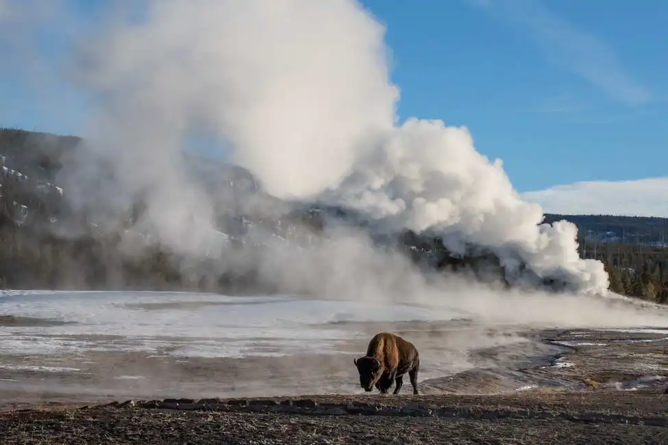 Neznámý: Bizon před gejzírem v Yellowstonském národním parku