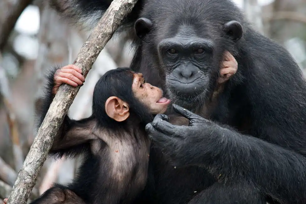 Neznámý: Šimpanzí samice s mládětem