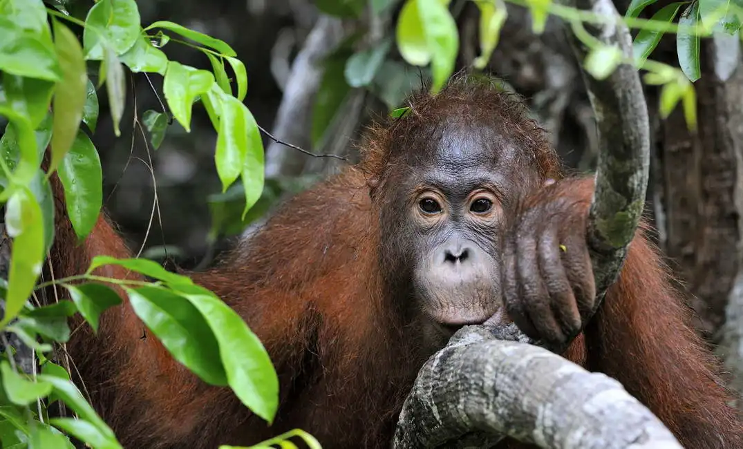 Neznámý: Portrét mladého orangutana, Borneo