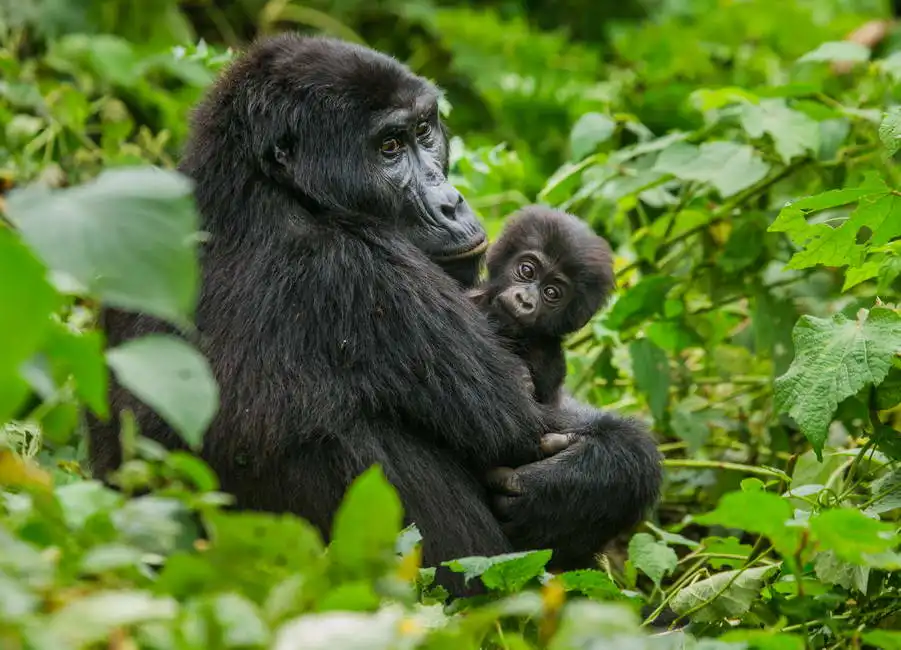 Neznámý: Horská gorila s mládětem, Uganda