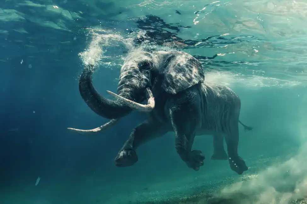 Unknown: Eléphants à la nage