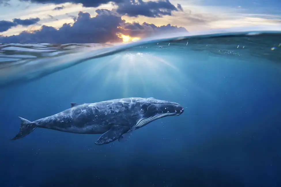 Unknown: Ballena bajo el agua