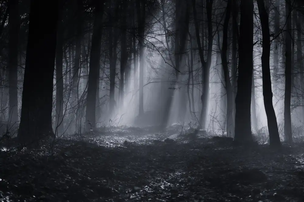 Oncete, Julien: Forêt de Capela