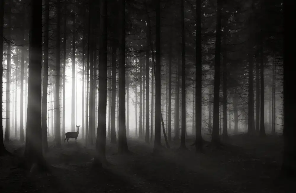 Hessel, Christoph: la mattina del cervo