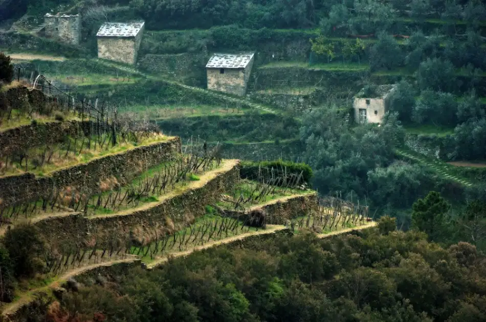 Kravanja, Jure: Malinconia in verde