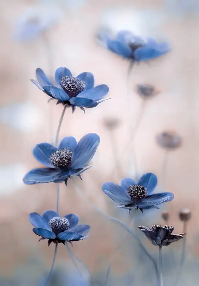 Disher, Mandy: Bleu cosmos