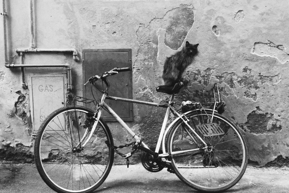 Latta, Della Massimo: Die Katze 2