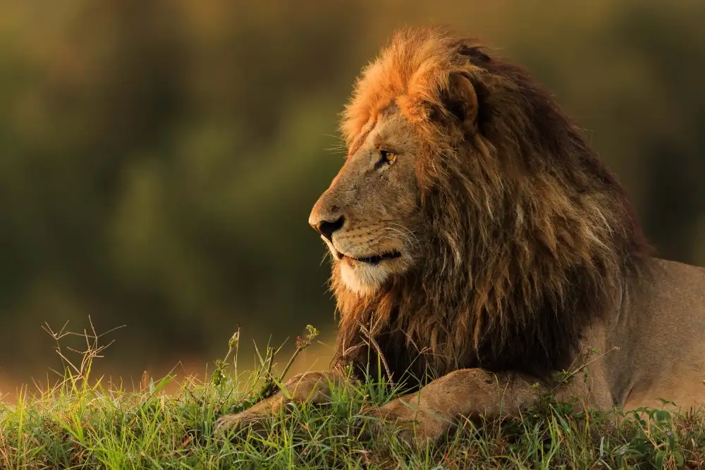 Mei, Massimo: Leone maschio che guarda l'alba nel Masai Mara