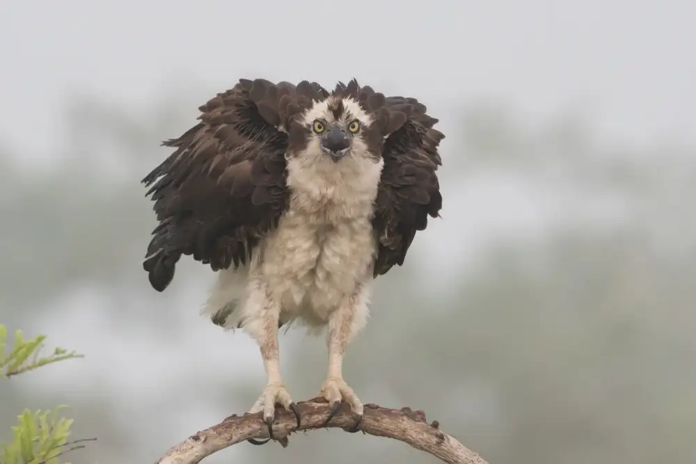 Forns, Alfred: Nervös,heute zu fliegen!!!!