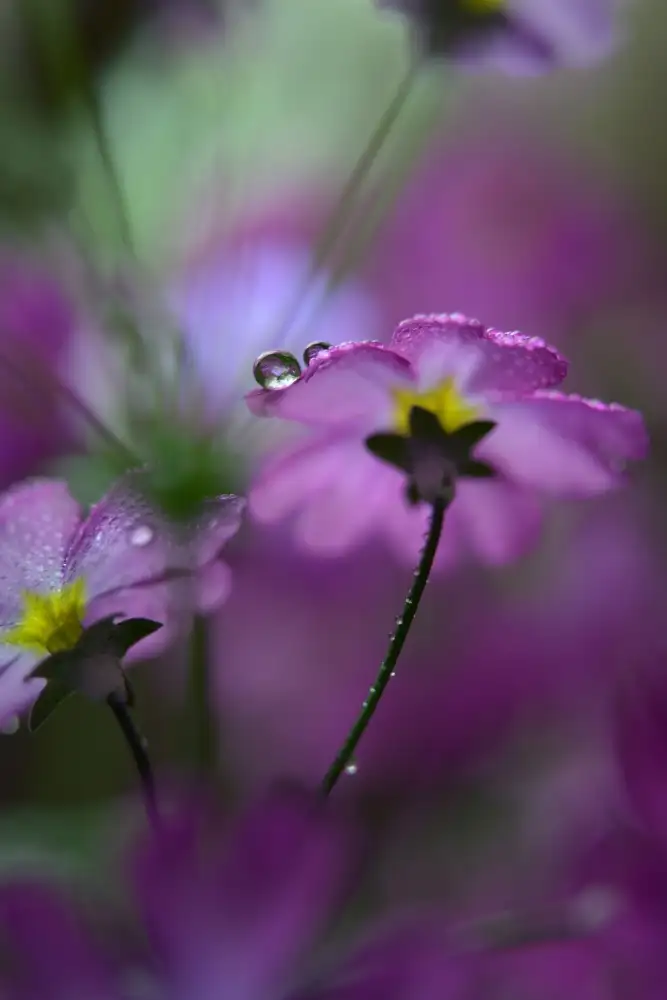 Westum, Heidi: In un ambiente rosa