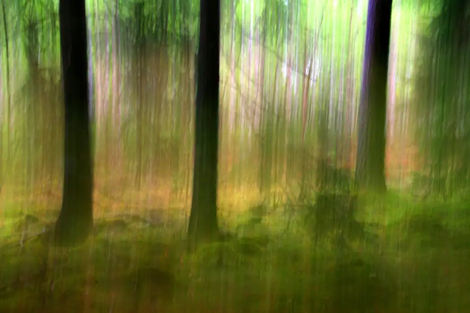 Johansson, Bror: Forêt