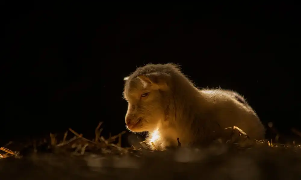 Bosch, den Gert: Das goldene Kind