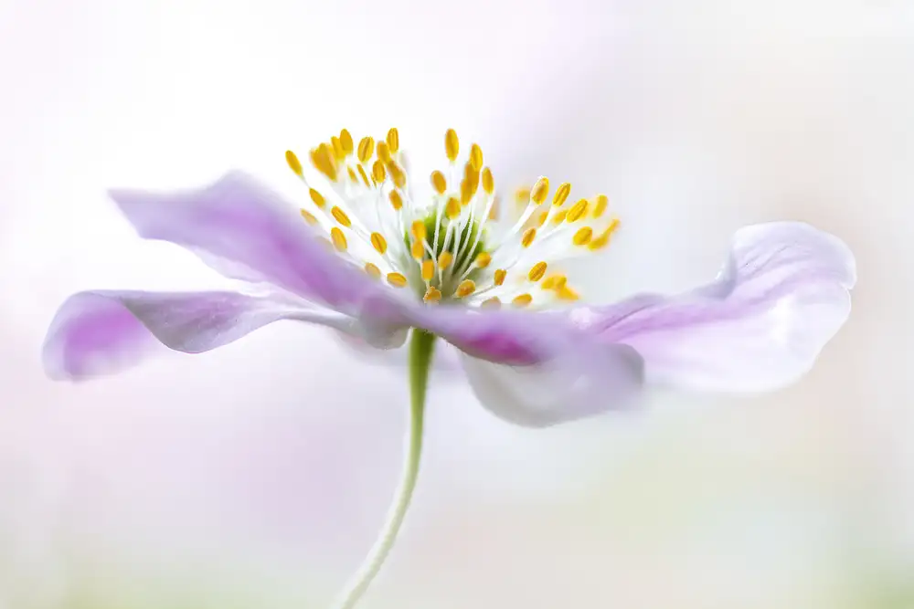 Disher, Mandy: Anemone di legno