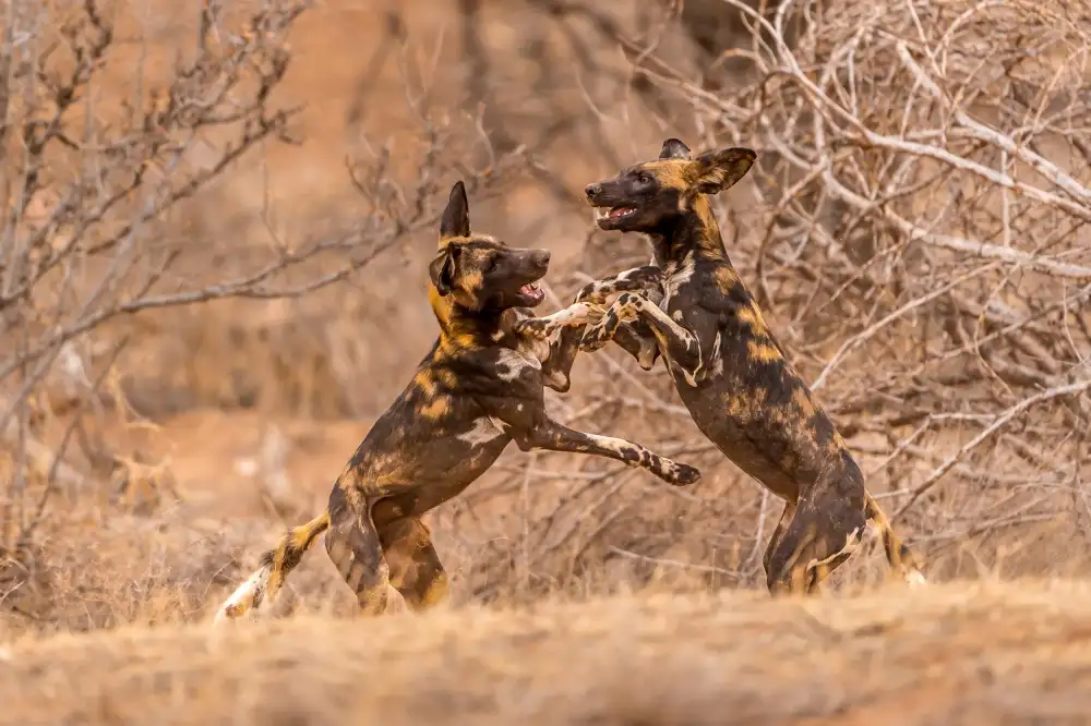 Taylor, Ted: Chiens sauvages en jeu